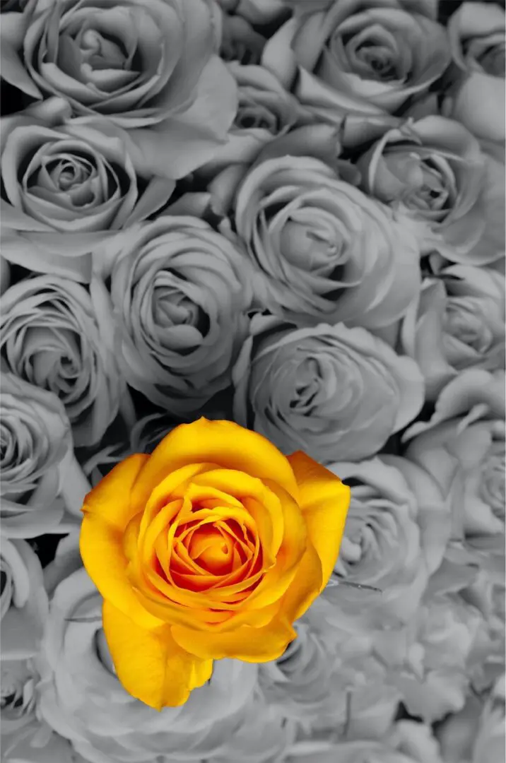 Ask Cindy How, a black and white image of roses with one yellow rose