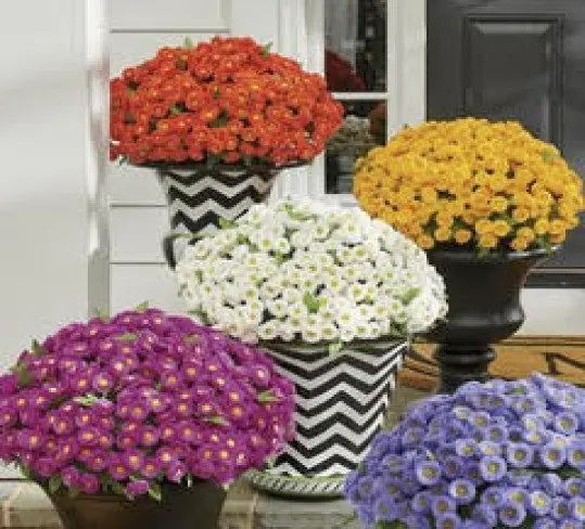 A group of flowers in pots on the ground.